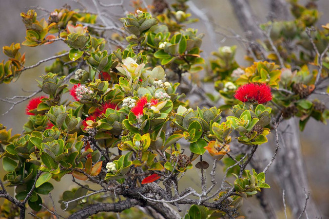 6 Incredible Facts About Ohia Lehua Flower, One of Hawaii's Most Iconic Trees