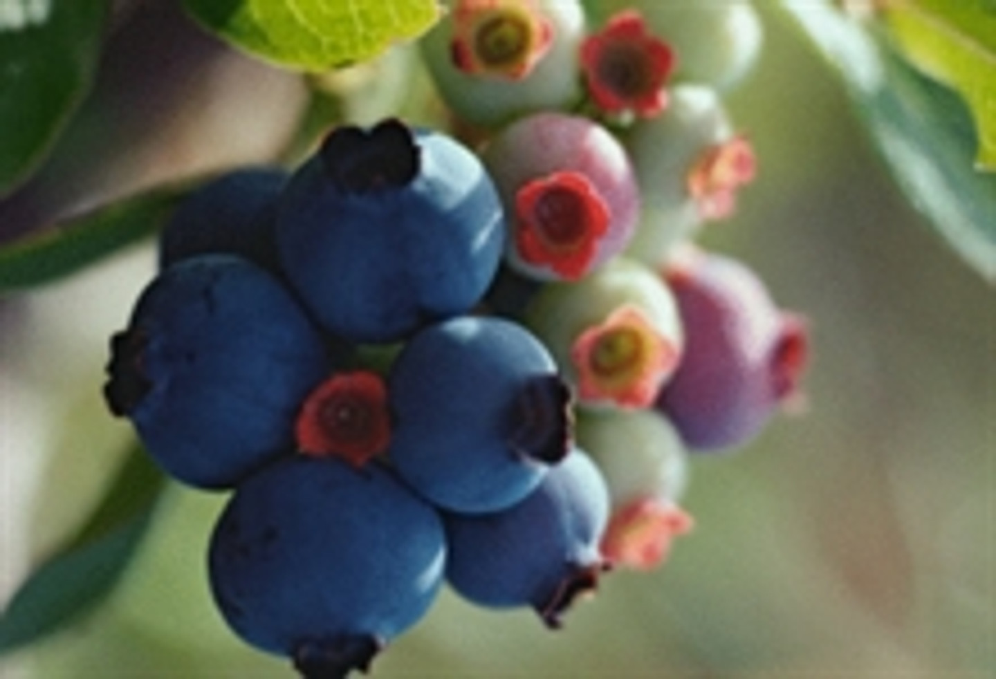 Blueberries on a tree