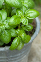 Basil Olive Oil