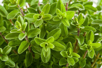 Oregano Olive Oil