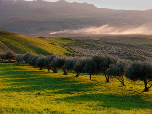 Greek Koroneiki Greek Koroneiki