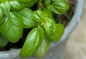 Fresh Basil infused Olive Oil Fresh Basil infused Olive Oil