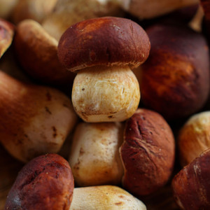 Porcini Olive Oil Porcini Olive Oil