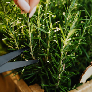 Rosemary Olive Oil Rosemary Olive Oil
