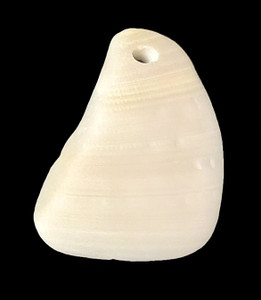 1 Florida Natural Large Shell Pendant - 29x43mm 1 Florida Natural Large Shell Pendant - 29x43mm