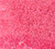Matsuno Size 1Seed Beads - Pink Inside Color