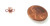 2 Copper-Plated 6x4mm Super Strong Magnetic Clasps 2 Copper-Plated 6x4mm Super Strong Magnetic Clasps