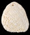 Florida Natural Large Shell Pendant - 40x51mm