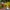 Oil lamp with a round, bulb bottom and glass chimney in front of flowers. 