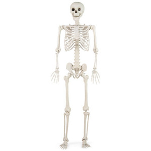 5.4 FT Halloween Skeleton Decoration Life Size Large Skeleton B593-CM25102 5.4 FT Halloween Skeleton Decoration Life Size Large Skeleton B593-CM25102