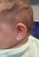 Rose Glitter White Flower Ear Stud SS
