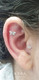 Dragon Fly CZ  ear studs in 18K Gold with threaded bell back