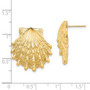 14K Lion's Paw Shell Post Earrings