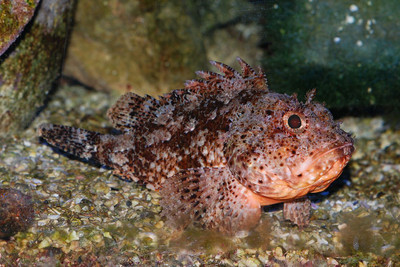 Marine Protected Areas of California by William Taylor