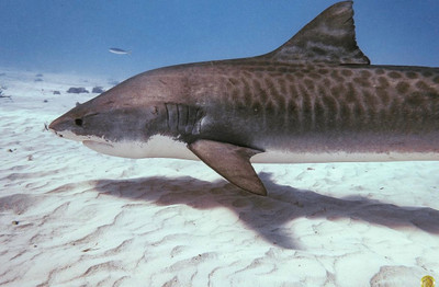 Bahamas Shark Diving: Tiger Shark