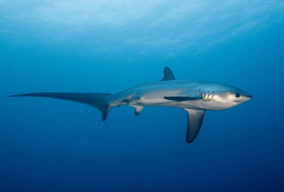 The Pelagic Thresher Shark (Alopias pelagicus)