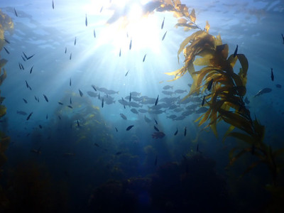 The Shadow Beneath the Waves: DDT's Persistent Impact on Southern California's Dive Sites