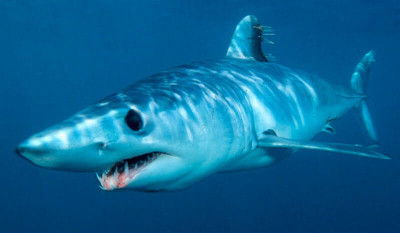 LS Strike Zone Mako Shark