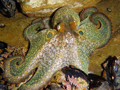 The Two-Spot Octopus