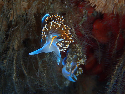 Opalescent Nudibranch 