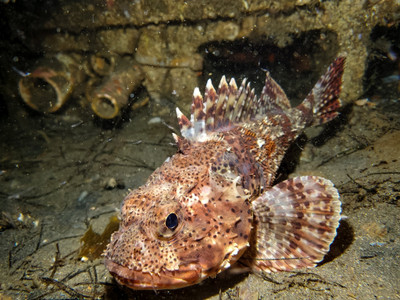 California Scorpionfish aka The Sculpin