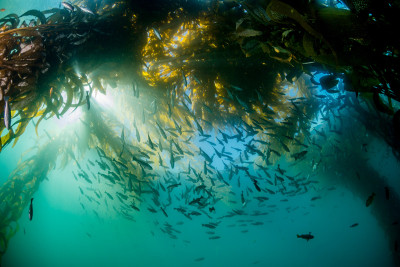 The history of scuba diving in Southern California