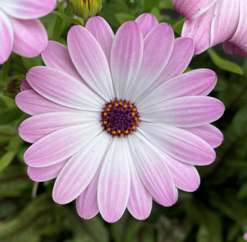 Osteospermum White Pink Blush (African Daisy) Cuttings or Potted