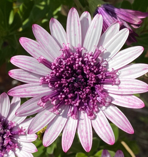 berry white osteospermum