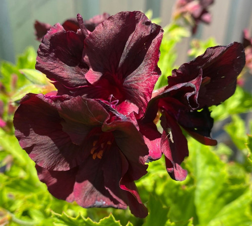 Dark burgundy geranium, A beautiful dark bloom with lighter shades of burgundy in sunlight.