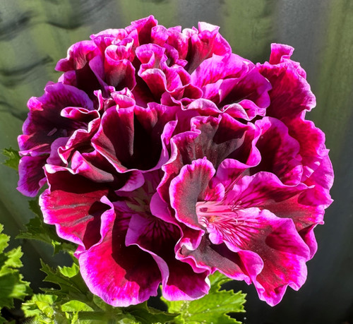 regal pelargoniums for sale Australia