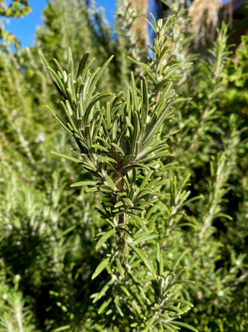 Rosemary Herb Plant, Tube stock or Potted Live Plant