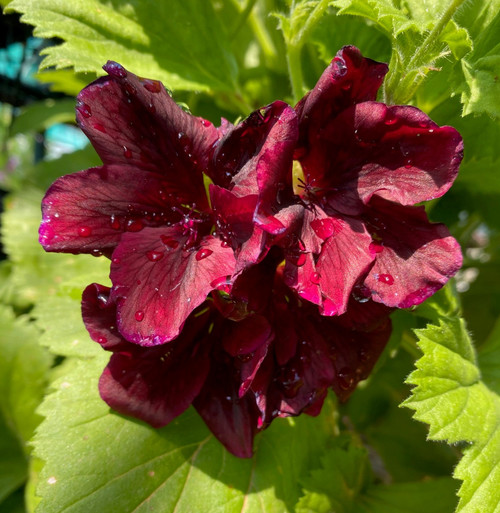 Geranium Pelargonium Dark Secret Live Cuttings or Potted Plant, pelargonium dark secret, black pelargonium, black geranium, black geraniums, black geranium australia.