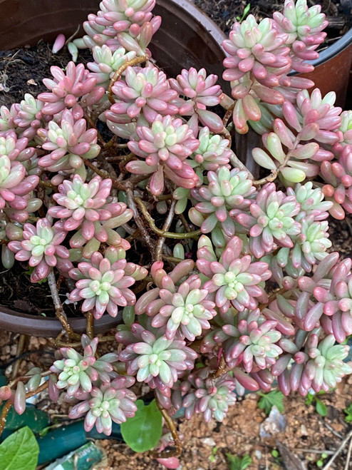Jelly Bean Succulent Live Plant. jelly bean succulent, pink jelly bean succulent, jelly bean succulents.