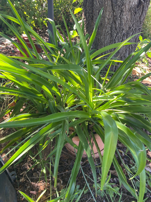 Green Spider Plant (non-variegated) Live Parent plant