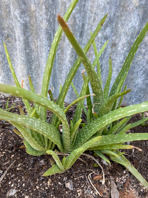 Aloe vera barbadensis miller for sale