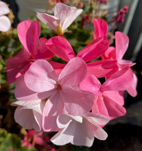 Multiple shades of pinks to whites on this special fancy geranium plant. Called multicolour it is a new line available at shipdirect2you