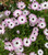 Osteospermum White Pink Blush (African Daisy) Cuttings or Potted