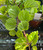 Swedish Ivy House Plant tube stock or potted 