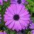 elite blue african daisy australia