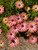 osteospermum rose magic, parent plant with several orange to pink flowers