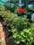 Geranium/Pelargonium Yarabee Jayne Regal Potted Plants..