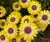 osteospermum african daisy blue eyed beauty