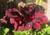 Geranium/Pelargomium Burgundy cuttings or potted plant..