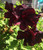 Geranium/Pelargomium Burgundy cuttings or potted plant..