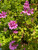 Geranium/Pelargonium Citronella cuttings or potted plant..
