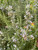 Rosemary Herb Plant Live Plant - image 5