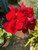 Geranium Big Red  Live Cuttings or Potted Plant Flower- image 5
