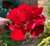 Geranium Big Red  Live Cuttings or Potted Plant Flower- image 3