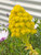 Aeonium Arboreum Pinwheel Desert Rose Live Plant