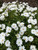 multiple white osteo flowers on the main parent bush in the garden